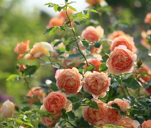 Ogród, Krzew, Herbaciane, Róże
