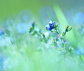 Niebieski, Kwiat, Przetacznik
