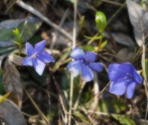 Niebieskie, Kwiaty, Polana