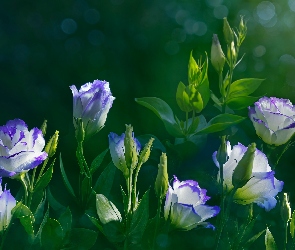 Eustoma wielkokwiatowa, Kwiaty