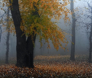 Mgła, Jesień, Las, Drzewo