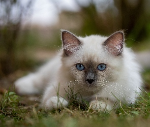 Oczy, Błękitne, Biały, Kot birmański