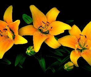 Pąki, Żółte, Kwiaty, Lilie