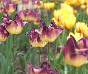 Fioletowo-żółte, Tulipany, Kwiaty