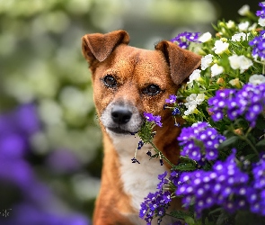 Kwiaty, Spojrzenie, Biało-brązowy, Pies