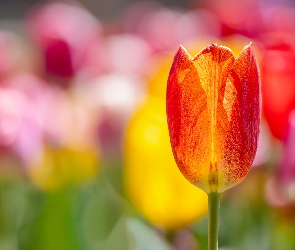 Czerwono-żółty, Tulipan, Rozświetlony