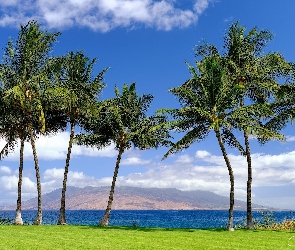 Hawaje, Palmy, Morze, Maui, Stany Zjednoczone