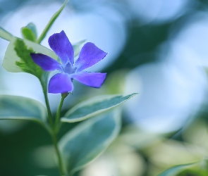 Kwiat, Niebieski, Barwinek