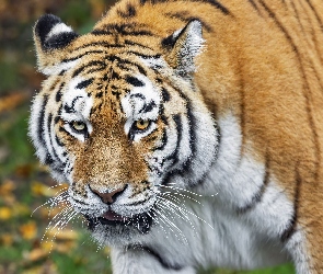 Tygrys syberyjski, Spojrzenie