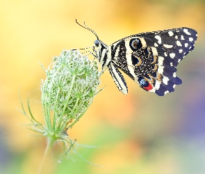 Papilio demodocus, Dzika marchew, Motyl