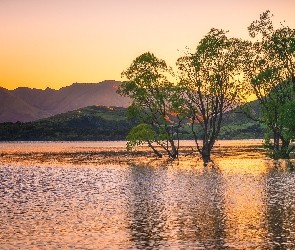Drzewa, Góry, Nowa Zelandia, Jezioro Wanaka