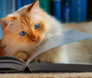 Książka, Kot, Niebieskooki, Rudawy