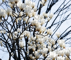 Kwiaty, Niebo, Gałązki, Magnolia, Białe
