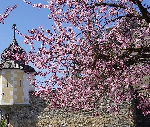 Mur obronny, Baszta, Wiosna, Drzewa owocowe