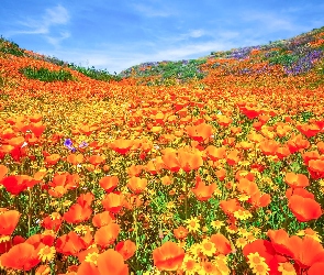 Kwiaty, Kalifornia, Dolina, Stany Zjednoczone, Antelope Valley, Łąka, Pozłotki, Maczki kalifornijskie, Wzgórza