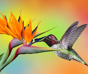 Kolorowe tło, Strelicja królewska, Koliber, Kwiat