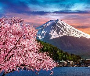 Kwitnące, Stratowulkan Fudżi, Wiosna, Domy, Mount Fuji, Drzewo, Japonia, Góra