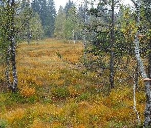 Las, Mgła, Brzozy, Polana, Jesień
