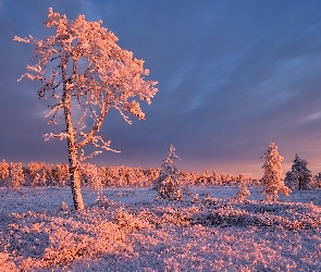 Karelia, Trawa, Drzewa, Rosja, Szron, Zima, Ośnieżone