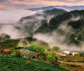 Mgła, Domy, Góry, Herbaty, Pinglin, Plantacja, Tajwan, Zhangkongzi