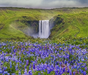 Islandia, Wzgórza, Łąka, Kwiaty, Łubin, Wodospad Skgafoss