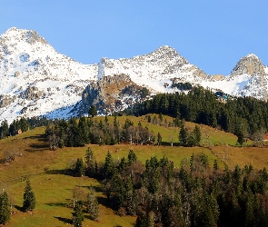 Engelberg, Wzgórze, Alpy, Szwajcaria, Domy, Góry, Drzewa