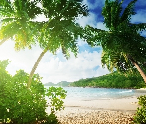 Plaża, Palmy, Tropikalna
