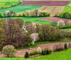 Drzewa, Wiosna, Pola