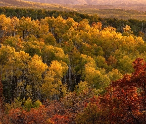 Topole osikowe, Las, Jesień, Drzewa