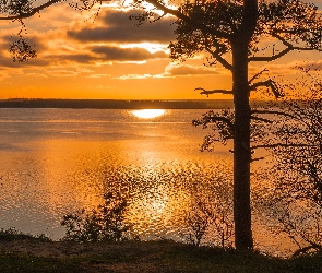 Drzewa, Zachód słońca, Wyspa Uznam, Morze Bałtyckie
