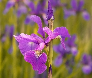 Fioletowy, Irys, Kwiaty