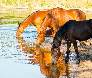 Rzeka, Wodopój, Konie