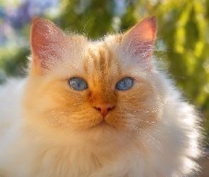 Zbliżenie, Kot, Niebieskooki, Biało-rudy