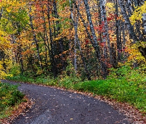 Jesień, Las, Zakręt, Droga, Kolorowe, Drzewa