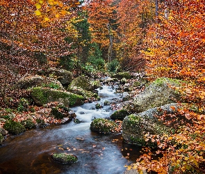 Rzeka, Kamienie, Las, Jesień, Drzewa, Liście
