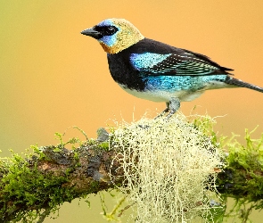 Tanager, Mech, Gałąź, Tangarka modrolica, Ptak