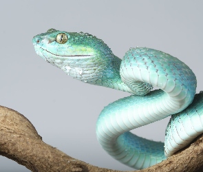 Tło, Szare, Żmija, Niebieska, Trimeresurus insularis, Gałąź