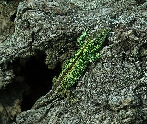 Zielona, Drzewo, Jaszczurka zwinka