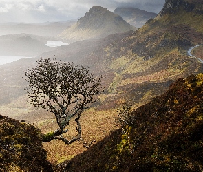 Szkocja, Wyspa, Quiraing, Skye, Drzewo, Skały, Jezioro, Mgła, Góry, Wzgórza