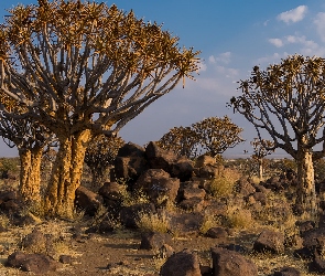 Kokerboomy, Kamienie, Drzewa kołczanowe, Quiver Tree Forest, Namibia, Las, Afryka, Tseiblaagte