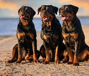 Plaża, Rottweilery, Trzy, Psy