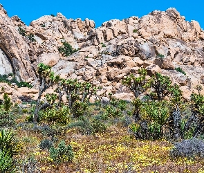 Kalifornia, Drzewa, Góry, Stany Zjednoczone, Kwiaty, Park Narodowy Joshua Tree, Rośliny