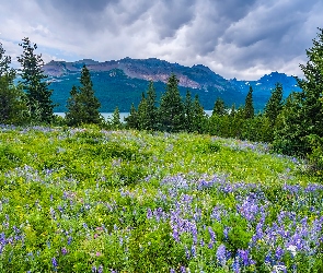 Montana, Łubin, Park Narodowy Glacier, Kwiaty, Góry, Stany Zjednoczone, Łąka, Drzewa