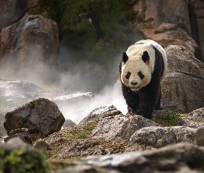 Mgła, Kamienie, Panda wielka, Skały