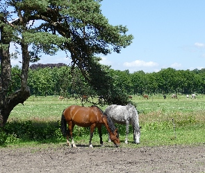 Pastwisko, Drzewo, Konie