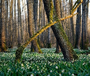 Śnieżyce, Kwiaty, Las, Drzewa