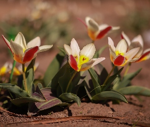 Tulipany, Kwiaty, Rozkwitnięte