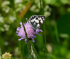 Źdźbło, Trawa, Polowiec szachownica, Łąka, Driakiew, Motyl, Kwiat