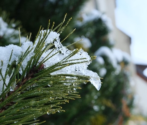 Gałązka, Krople, Śnieg, Igły, Świerk