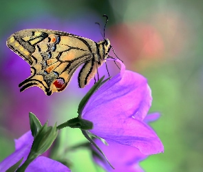 Kwiat, Fioletowy, Motyl, Paź królowej